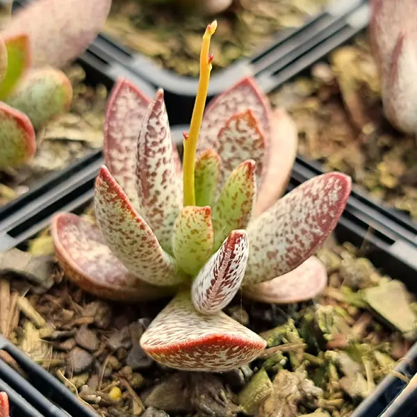 Adromischus Trigynus