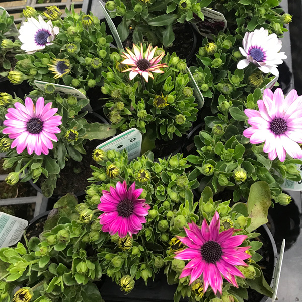 African Daisy Lucky Dip Garden Express
