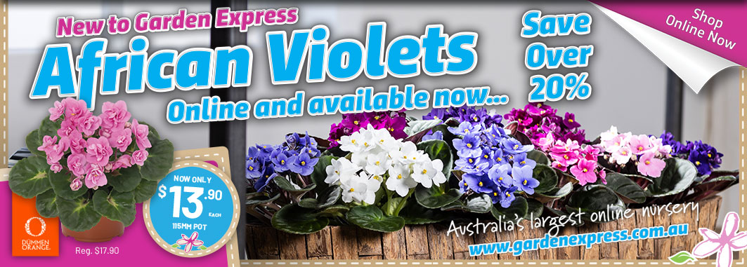 Africanviolets Website Slider V2 - Garden Express Australia