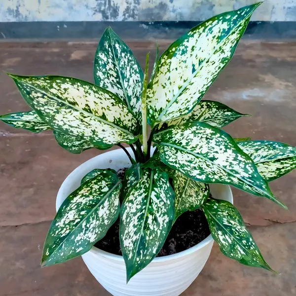 Aglaonema Thai Snowflake