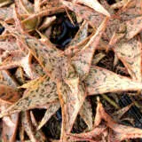 Aloe Pink Blush P68alopbl - Garden Express Australia