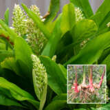 Alpinia Galangal