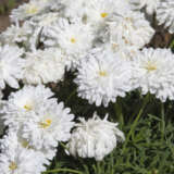 Argyranthemum Double White P68argdwh - Garden Express Australia