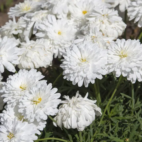 Argyranthemum Margeurite Daisy Double White Argyranthemum Margeurite Daisy Double White