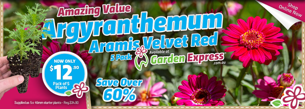 Argyranthemum Aramis Velvet Red - Garden Express Australia