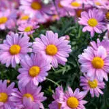 Argyranthemum Single Pink P68argspi - Garden Express Australia
