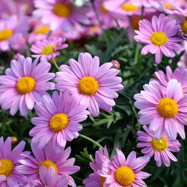 Argyranthemum Margeurite Daisy Single Pink