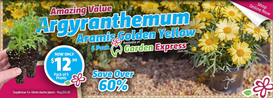 Argyranthemum Aramis Golden Yellow - Garden Express Australia