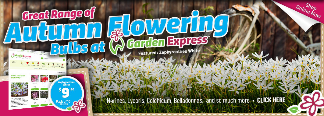 Autumn Flowering Bulbs - Garden Express Australia