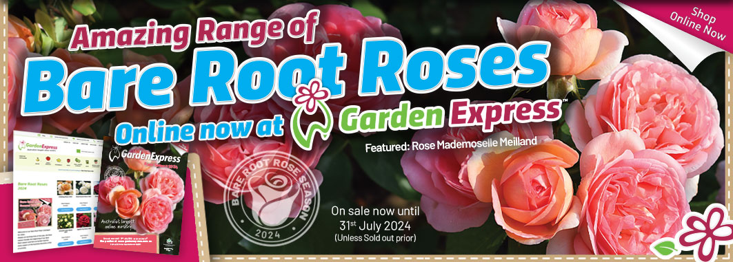 Bare Root Roses  - Garden Express Australia