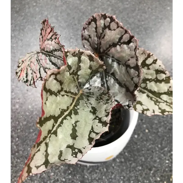 Begonia Silver Splash
