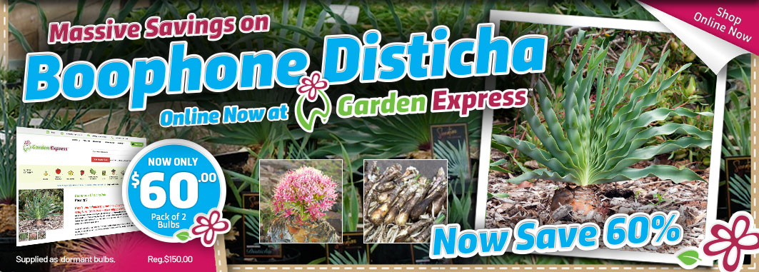 Boophone Disticha - Garden Express Australia