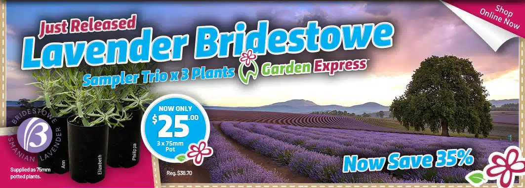 Bridestowe Lavender - Garden Express Australia