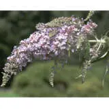 Buddleja Salviifolia P75budsal - Garden Express Australia