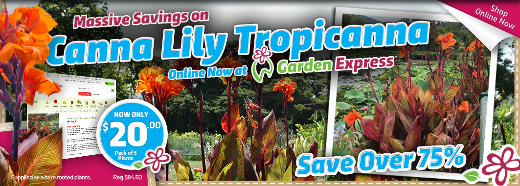 Canna Lily Tropicanna - Garden Express Australia