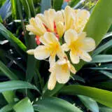 Clivia Cream P18clicre - Garden Express Australia