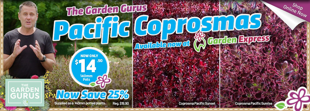 Coprosma - Garden Express Australia