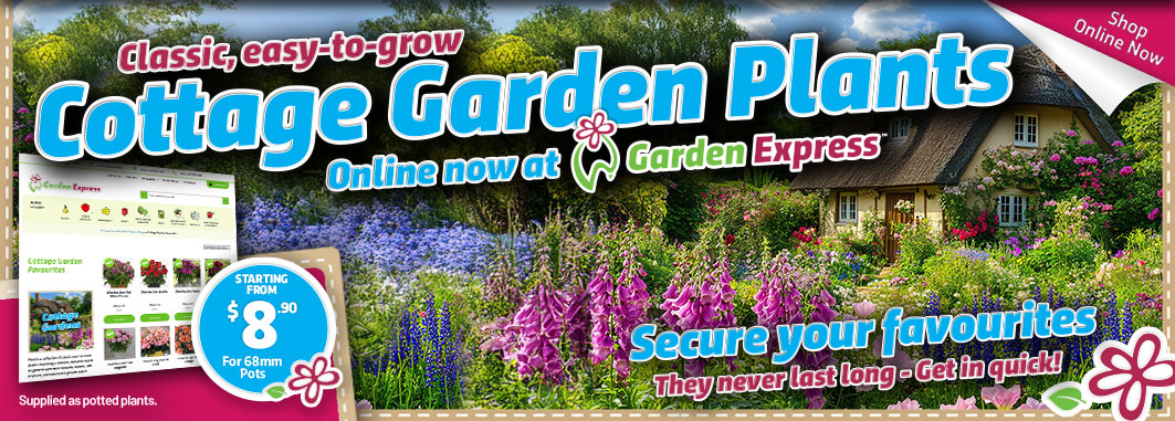 Cottage Garden Favourites - Garden Express Australia