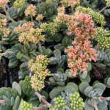Crassula Coralita 2 P68cracor - Garden Express Australia