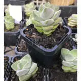 Crassula Moonglow P68cramgl - Garden Express Australia