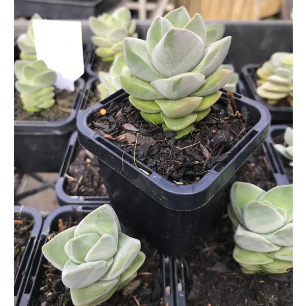 Crassula Moonglow Crassula Moonglow