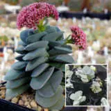 Crassula Morgans Beauty 1 P68crambe - Garden Express Australia
