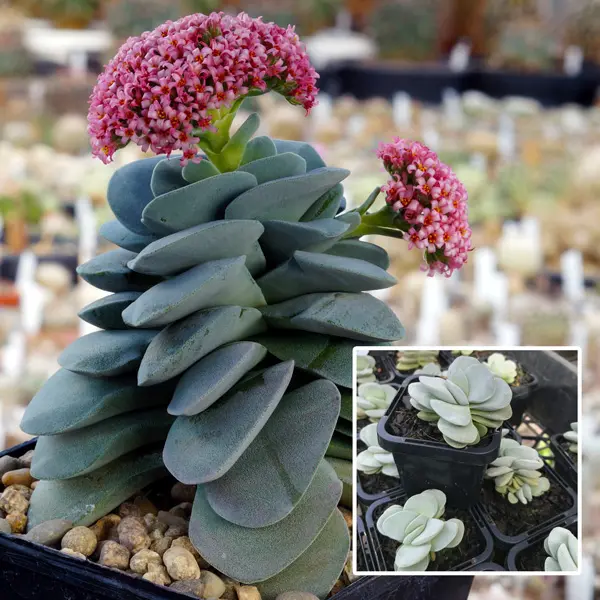 Crassula Morgans Beauty