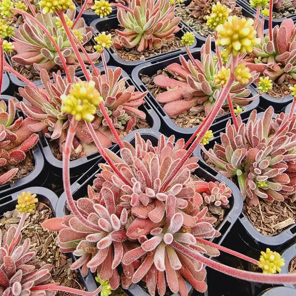 Crassula Pubescens Crassula Pubescens