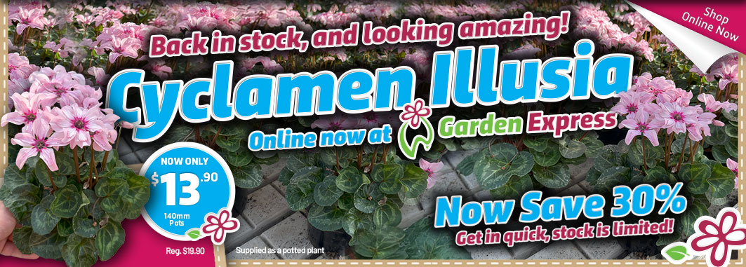 Cyclamen Illusia  - Garden Express Australia
