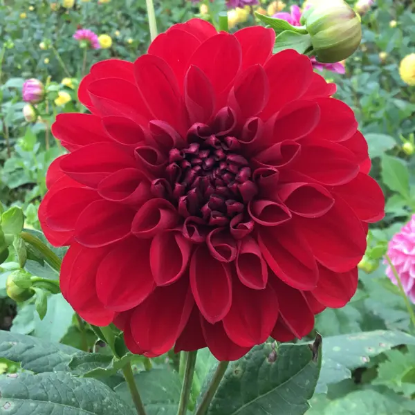 Dahlia Dragons Blood