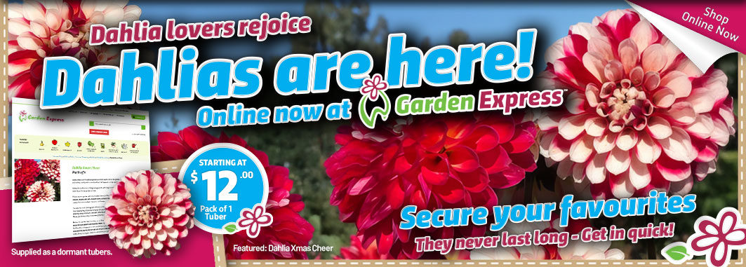 Dahlias are here - Garden Express Australia