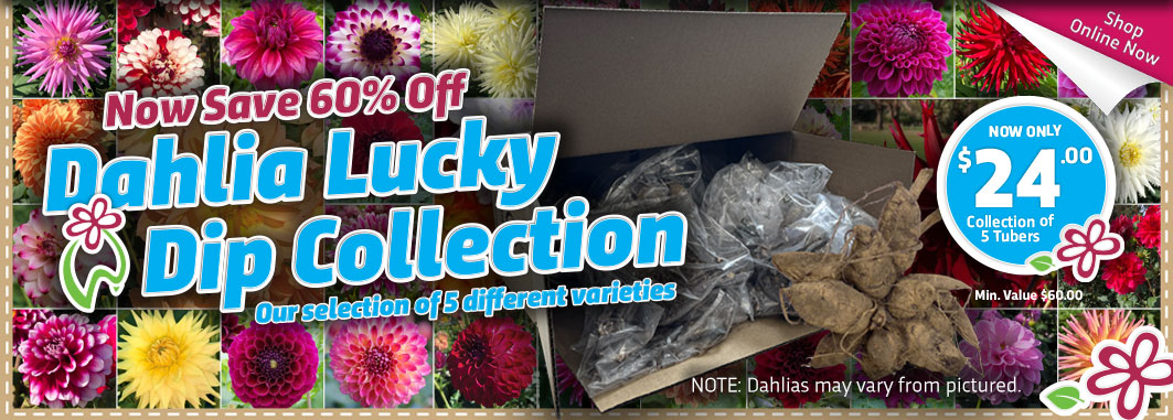 Dahlia Lucky Dip - Garden Express Australia