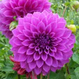 Dahlia Oberon Pkdahobe - Garden Express Australia
