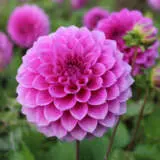 Dahlia Pink Show Pkdahpsh - Garden Express Australia