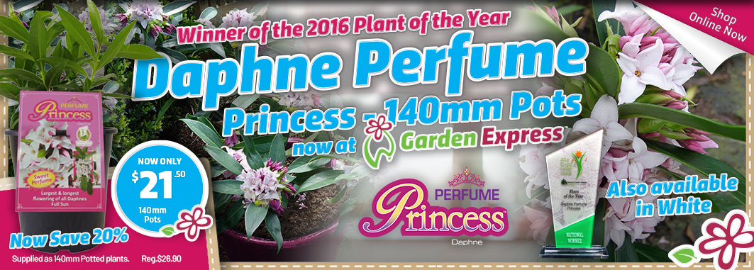 Daphne Perfume Princess - Garden Express Australia