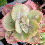 Echeveria Baron Bold P68echbbo - Garden Express Australia