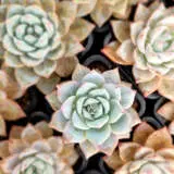 Echeveria Bluebird P68echbbi - Garden Express Australia