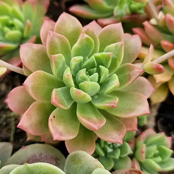 Echeveria Marcus Echeveria Marcus