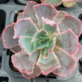 Echeveria Neon Breakers 1 P68echnbr - Garden Express Australia