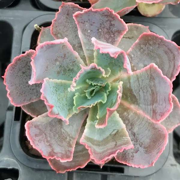 Echeveria Neon Breakers Echeveria Neon Breakers