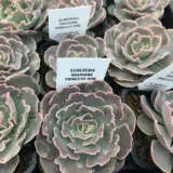 Echeveria Shaviana Princess Hime P68echsph - Garden Express Australia