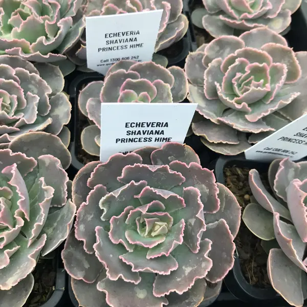 Echeveria Shaviana Princess Hime Echeveria Shaviana Princess Hime