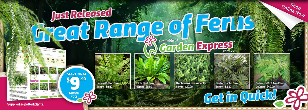 Great Range of Ferns - Garden Express Australia