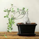 Fockeaedulis - Garden Express Australia