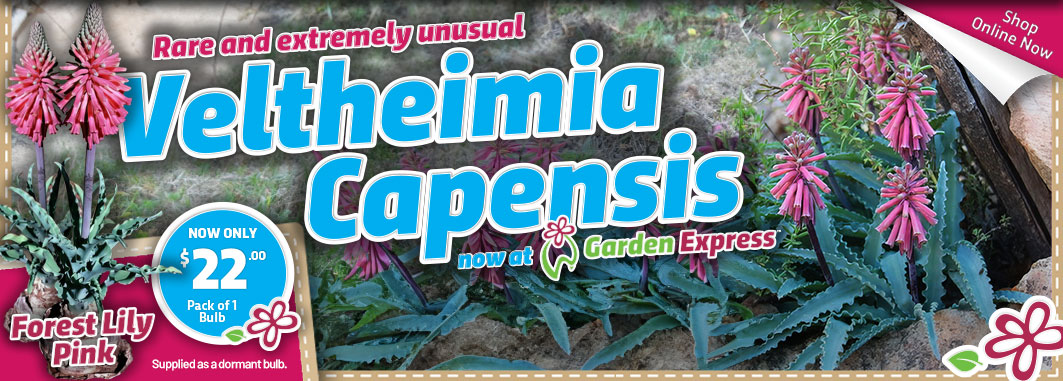 Veltheimia Capensis – Forest Lily Pink - Garden Express Australia