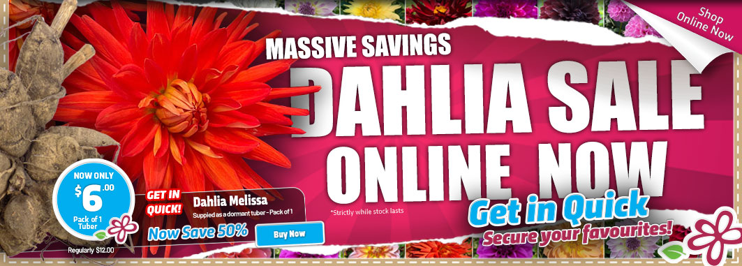Dahlia Sale Melissa - 50% OFF - Garden Express Australia