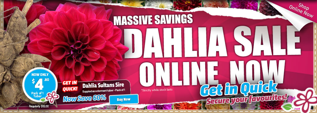 MASSIVE Dahlia Sale - Garden Express Australia