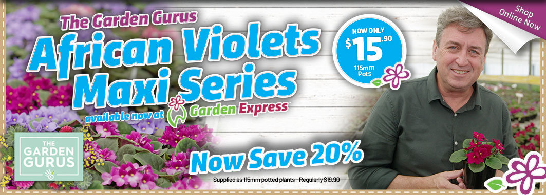 Gurus African Violets - Garden Express Australia