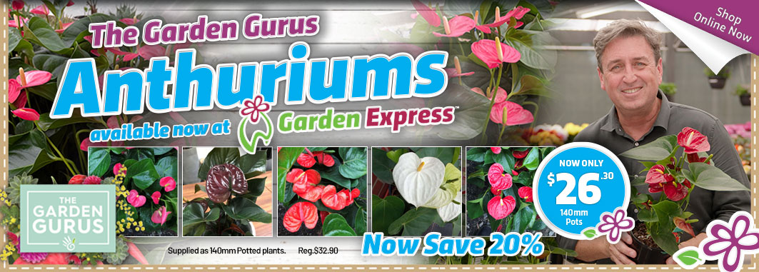Gurus Anthuriums - Garden Express Australia