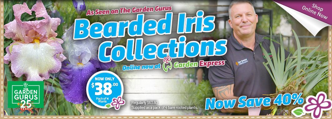 Gurus Bearded Iris - Garden Express Australia